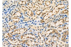 ABIN6260842 and ABIN6273209 at 1/100 staining Mouse kidney tissue by IHC-P. (SH3KBP1 anticorps  (N-Term))