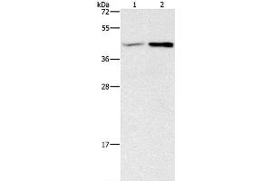 Western Blot analysis of Human fetal brain and Mouse heart tissue using GNB5 Polyclonal Antibody at dilution of 1:550 (GNB5 anticorps)
