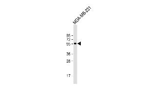 Anti-D Antibody (N-term) at 1:1000 dilution + MDA-MB-231 whole cell lysate Lysates/proteins at 20 μg per lane. (DMP1 anticorps  (N-Term))