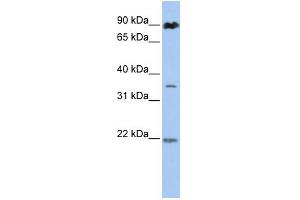 anti-Ring Finger Protein 219 (RNF219) (N-Term) antibody