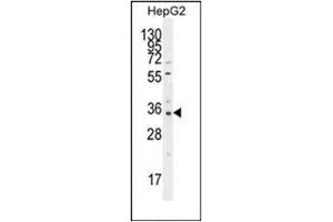 Western blot analysis of OR52I2 Antibody (C-term) in HepG2 cell line lysates (35ug/lane). (OR52I2 anticorps  (C-Term))