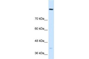 WB Suggested Anti-COBLL1 Antibody Titration:  0. (COBLL1 anticorps  (N-Term))