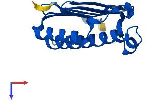 AlphaFold protein structure predicition of Mouse Recombinant Magohb Protein, UniprotID Q9CQL1