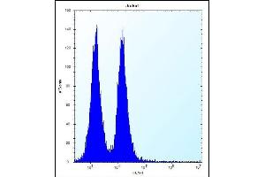 FB Antibody (C-term) (ABIN656167 and ABIN2845497) flow cytometric analysis of Jurkat cells (right histogram) compared to a negative control cell (left histogram). (MAFB anticorps  (C-Term))