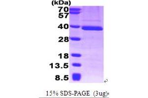 SDS-PAGE (SDS) image for General Transcription Factor IIB (GTF2B) (AA 1-316) protein (His tag) (ABIN666925) (GTF2B Protein (AA 1-316) (His tag))