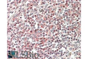 ABIN185254 (5µg/ml) staining of paraffin embedded Human Spleen. (CD2BP2 anticorps  (N-Term))