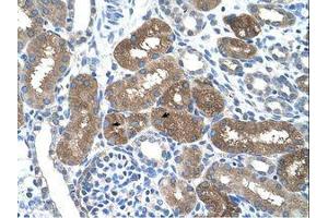 anti-Suppressor of Cytokine Signaling 1 (SOCS1) (AA 21-70) antibody