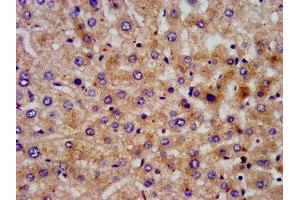 IHC image of ABIN7169389 diluted at 1:200 and staining in paraffin-embedded human liver tissue performed on a Leica BondTM system. (PON3 anticorps  (AA 269-335))