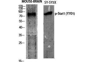 Western Blot (WB) analysis of specific cells using Phospho-Stat1 (Y701) Polyclonal Antibody. (STAT1 anticorps  (pTyr701))