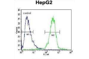 Flow Cytometry (FACS) image for anti-Insulin-Like Growth Factor 2 mRNA Binding Protein 2 (IGF2BP2) antibody (ABIN2995531) (IGF2BP2 anticorps)
