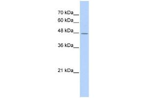WB Suggested Anti-TAF7L Antibody Titration: 0. (TAF7L anticorps  (Middle Region))