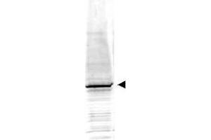 Image no. 1 for anti-Early Growth Response 1 (EGR1) (AA 94-108) antibody (ABIN401280) (EGR1 anticorps  (AA 94-108))