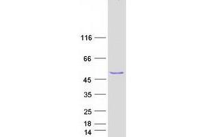 Validation with Western Blot