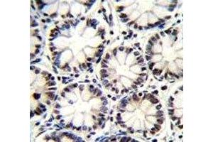 Oct1 antibody immunohistochemistry analysis in formalin fixed and paraffin embedded human rectum tissue.