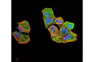 Immunofluorescence analysis of Hela cells using ERCC1 mouse mAb (green).