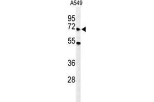 Western blot analysis of YTHD3 Antibody (Center) in A549 cell line lysates (35 µg/lane). (YTHDF3 anticorps  (Middle Region))