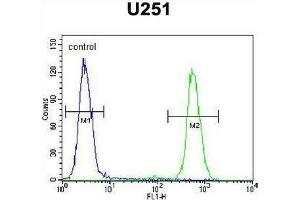 CMKOR1 Antibody (C-term) flow cytometric analysis of U251 cells (right histogram) compared to a negative control cell (left histogram).