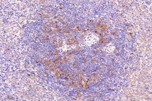 Immunohistochemistry analysis of paraffin-embedded rat spleen using,LITAF (ABIN7074508) at dilution of 1: 9600