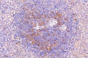 Immunohistochemistry analysis of paraffin-embedded rat spleen using,LITAF (ABIN7074508) at dilution of 1: 9600 (LITAF anticorps)