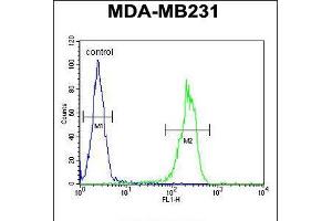 Flow cytometric analysis of MDA-MB231 cells (right histogram) compared to a negative control cell (left histogram). (MYSM1 anticorps  (N-Term))