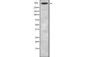 Western blot analysis of VCAN using HUVEC whole cell lysates (Versican anticorps  (C-Term))