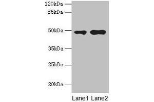 Western blot All lanes: CCNJL antibody at 3 μg/mL Lane 1: U251 whole cell lysate Lane 2: Mouse liver tissue Secondary Goat polyclonal to rabbit IgG at 1/10000 dilution Predicted band size: 49, 19 kDa Observed band size: 49 kDa (CCNJL anticorps  (AA 315-435))