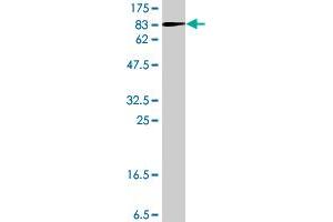 Western Blot detection against Immunogen (78.
