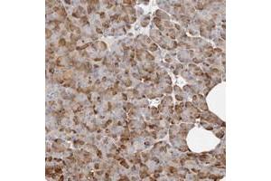 Immunohistochemical staining of human pancreas with FAM54A polyclonal antibody  shows moderate cytoplasmic positivity in exocrine glandular cells. (FAM54A anticorps)