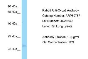 WB Suggested Anti-Ovca2 Antibody   Titration: 1. (OVCA2 anticorps  (Middle Region))