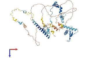 AlphaFold protein structure predicition of Mouse Recombinant Rad21l1 Protein, UniprotID A2AU37