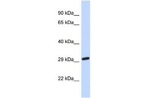 Host:  Rabbit  Target Name:  NAALAD2  Sample Type:  Fetal Brain lysates  Antibody Dilution:  1. (NAALAD2 anticorps  (Middle Region))