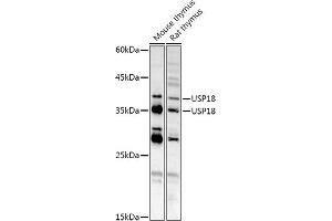 Western blot analysis of extracts of various cell lines, using USP18 antibody (ABIN7271145) at 1:1000 dilution. (USP18 anticorps  (AA 200-300))