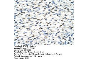Rabbit Anti-DAZAP1 Antibody  Paraffin Embedded Tissue: Human Heart Cellular Data: Myocardial cells Antibody Concentration: 4.