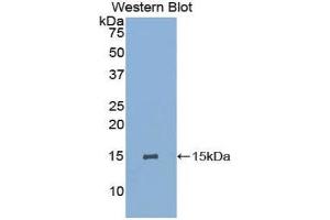 Western Blotting (WB) image for anti-Glycophorin A (GYPA) (AA 1-108) antibody (ABIN1859104)