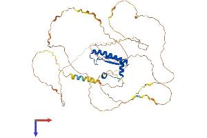 AlphaFold protein structure predicition of Mouse Recombinant Mef2d Protein, UniprotID Q63943