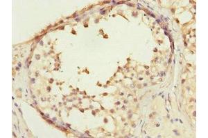 Immunohistochemistry of paraffin-embedded human testis tissue using ABIN7148495 at dilution of 1:100 (COPS3 anticorps  (AA 194-423))