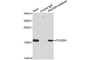 Immunoprecipitation analysis of 200ug extracts of MCF7 cells using 1ug POLR2H antibody (ABIN2564621). (POLR2H anticorps)