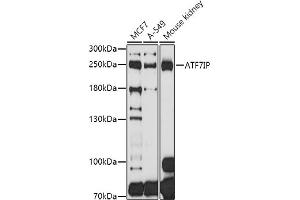 Western blot analysis of extracts of various cell lines, using IP antibody  at 1:1000 dilution. (MCAF1 anticorps  (AA 525-725))