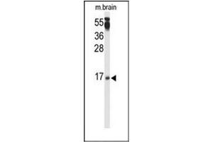 Western blot analysis of PPP3R2 / CBLP Antibody (N-term) in mouse brain tissue lysates (35ug/lane). (Calcineurin B anticorps  (N-Term))