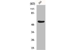 Western Blot analysis of 293 cells using Gasdermin C Polyclonal Antibody (MLZE anticorps  (Internal Region))