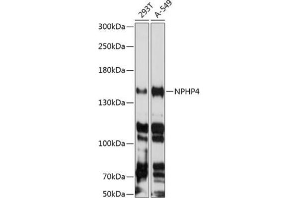 NPHP4 anticorps  (AA 1247-1426)