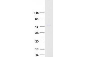 Validation with Western Blot