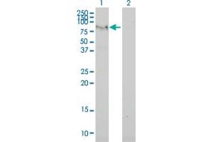 Western Blot analysis of C6orf32 expression in transfected 293T cell line by C6orf32 monoclonal antibody (M02), clone 2F6-1A11. (FAM65B anticorps  (AA 1-591))