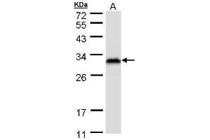 WB Image Sample (30 ug of whole cell lysate) A: HeLa S3 , 12% SDS PAGE antibody diluted at 1:1000 (RANBP1 anticorps)