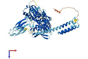 AlphaFold protein structure predicition of Human Recombinant HSPA2 Protein, UniprotID P54652