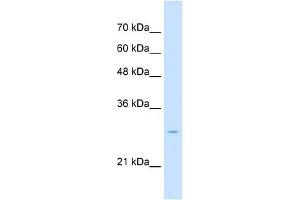 Tetraspanin 32 antibody used at 2. (TSPAN32 anticorps  (Middle Region))