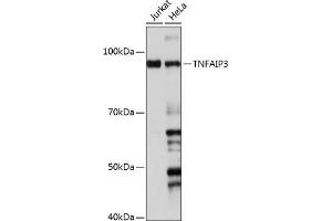 Western blot analysis of extracts of various cell lines, using TNF antibody (ABIN7271076) at 1:1000 dilution. (TNFAIP3 anticorps)