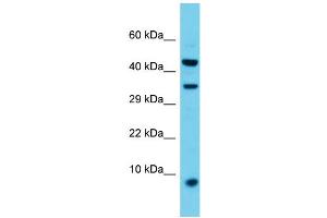 Host: Rabbit  Target Name: Vamp8  Sample Tissue: Rat Spleen lysates  Antibody Dilution: 1. (VAMP8 anticorps  (Middle Region))