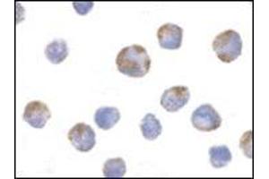 Immunocytochemistry of NALP1 in K562 cells with this product at 10 μg/ml.