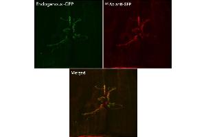 anti-Green Fluorescent Protein (GFP) antibody